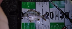 キビレの釣果