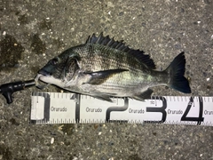 クロダイの釣果