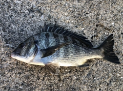 クロダイの釣果