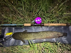 ナマズの釣果