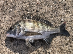 クロダイの釣果