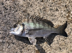 クロダイの釣果