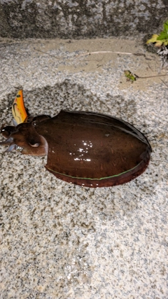 コウイカの釣果