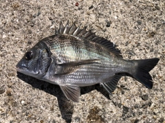クロダイの釣果
