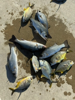 メッキの釣果