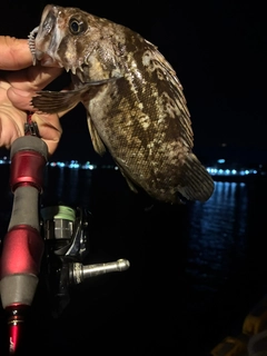 クロソイの釣果