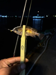 メバルの釣果