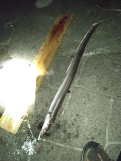 アナゴの釣果