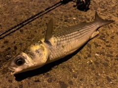 ボラの釣果