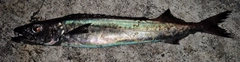 クロシビカマスの釣果