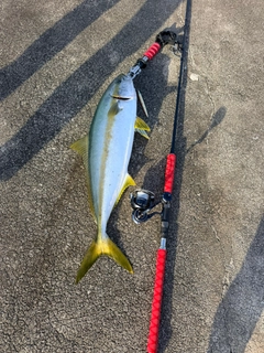 ヒラマサの釣果