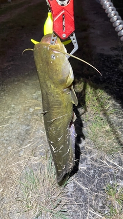 ナマズの釣果