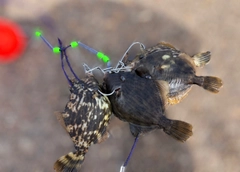 カワハギの釣果
