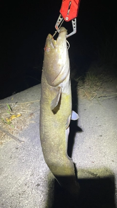 ナマズの釣果