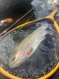ニジマスの釣果