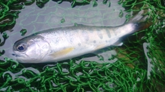 ヤマメの釣果