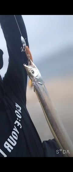 タチウオの釣果