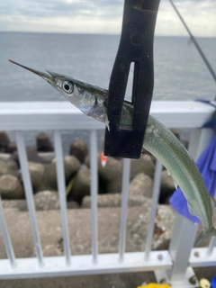 サヨリの釣果