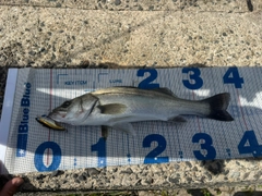 シーバスの釣果