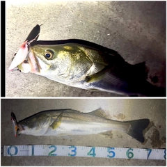 スズキの釣果