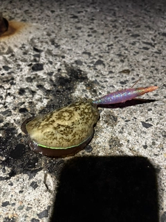 コウイカの釣果