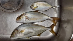 ショゴの釣果