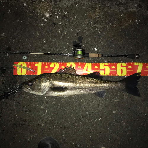 シーバスの釣果