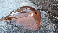 ヒラタエイの釣果