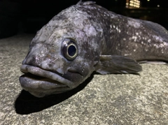 クロソイの釣果