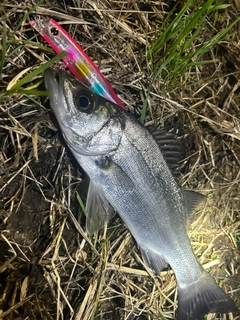 セイゴ（ヒラスズキ）の釣果