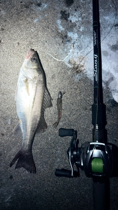 シーバスの釣果