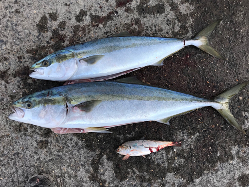 ワラサの釣果