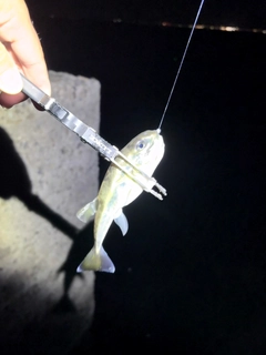 シロサバフグの釣果