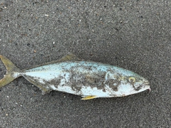 ワカシの釣果