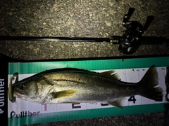 シーバスの釣果