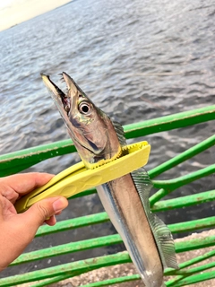 タチウオの釣果