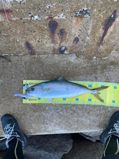 ヒラスの釣果