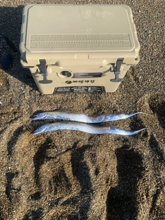 タチウオの釣果