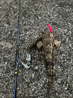 コチの釣果