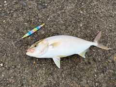 カンパチの釣果