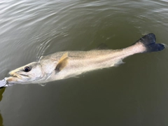 スズキの釣果