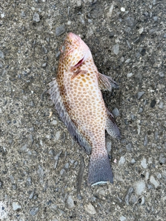 オオモンハタの釣果