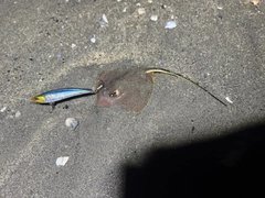 アカエイの釣果