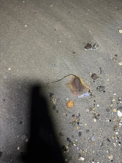 アカエイの釣果