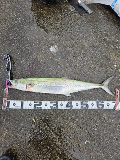 サワラの釣果