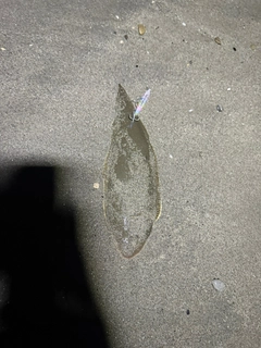 ウシノシタの釣果