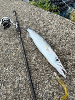 オオメカマスの釣果
