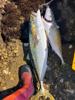 ブリの釣果