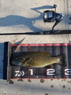 スモールマウスバスの釣果