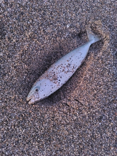 ツバスの釣果